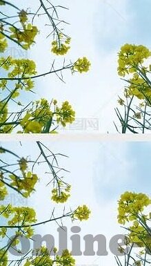 大象微视频网站-探索大象微视频网站的多元化内容生态与未来趋势
